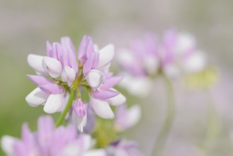 Colourful crown vetch (Securigera varia, Coronilla varia), flowers, North Rhine-Westphalia, Germany