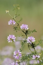 Colourful crown vetch (Securigera varia, Coronilla varia), flowering, North Rhine-Westphalia,