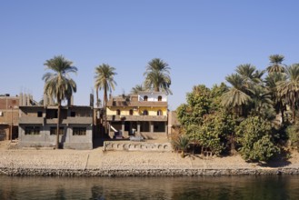 Houses and palm trees on the banks of the Nile, Egypt