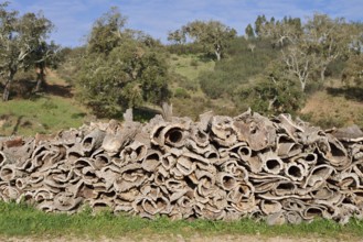 Stacked bark of the cork oak (Quercus suber), cork, Algarve, Portugal
