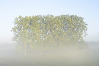 Bastard black poplars or Canada poplars (Populus x canadensis, Populus x euramericana) in the