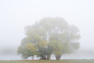 Silver willows (Salix alba) on the river Lippe in the morning mist, North Rhine-Westphalia, Germany