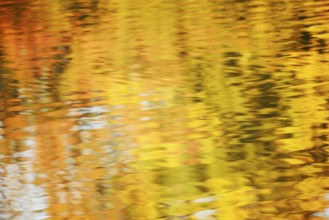 Autumn-coloured deciduous trees reflected on a water surface, North Rhine-Westphalia, Germany