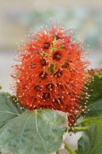 Natal honeybush (Greyia sutherlandii), inflorescence, South Africa
