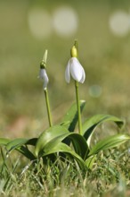 Snowdrops (Galanthus spec.), North Rhine-Westphalia, Germany