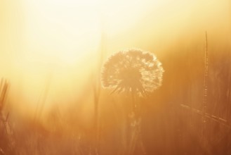 Common dandelion (Taraxacum officinale), fruit stand backlit at sunrise, North Rhine-Westphalia,