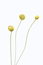 Gummy bear flower or pineapple flower (Helenium aromaticum), flowers against a white background,