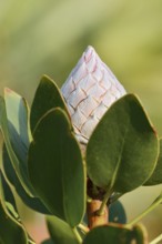 Silver tree or Burchell's sugarbush (Protea burchellii), flower bud, native to South Africa