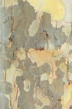 Platanus × acerifolia or common plane tree (Platanus ×hispanica, Platanus × acerifolia), tree bark,