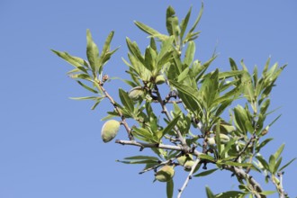 Almond tree (Prunus dulcis, Prunus amygdalus), branch with almonds, Algarve, Portugal