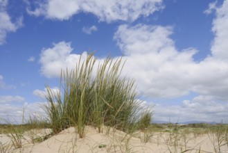 European Marram Grass or sand reed (Ammophila arenaria) on the beach, Algarve Portugal