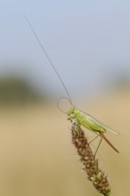 Long-winged conehead (Conocephalus fuscus), female, North Rhine-Westphalia, Germany