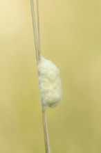 Braconid wasp (Braconidae), cocoon, North Rhine-Westphalia, Germany
