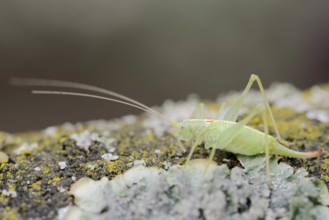 Southern oak bush cricket (Meconema meridionale), female, North Rhine-Westphalia, Germany