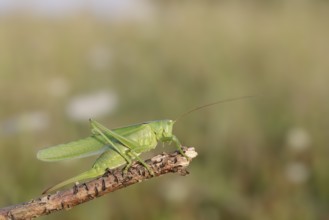 Great green bush cricket (Tettigonia viridissima), female, North Rhine-Westphalia, Germany