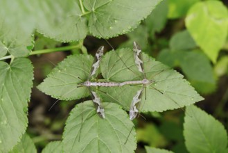 Giant snake (Tipula maxima), pair copulating, North Rhine-Westphalia, Germany