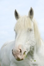 Domestic horse, Percheron (Equus caballus), portrait, Normandy, France