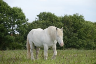 Domestic horse, Percheron (Equus caballus) in the pasture, Normandy, France