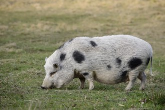 Göttingen minipig (Sus scrofa f. domestica) standing in a meadow, North Rhine-Westphalia, Germany