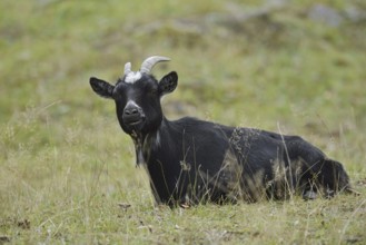 Domestic goat (Capra aegagrus hircus, Capra hircus), billy goat, North Rhine-Westphalia, Germany