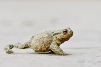 Common toad (Bufo bufo) crossing a road, North Rhine-Westphalia, Germany