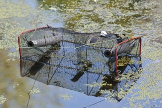 Newt trap for catching amphibians in a pond, North Rhine-Westphalia, Germany