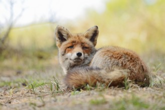 Red fox (Vulpes vulpes), North Rhine-Westphalia, Germany