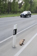 Dead stone marten (Martes foina) at the roadside, North Rhine-Westphalia, Germany
