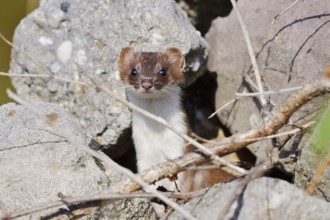 Stoat or large weasel (Mustela erminea), North Rhine-Westphalia, Germany