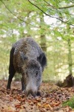 European wild boar (Sus scrofa scrofa), a female in the Arnsberg Forest, North Rhine-Westphalia,