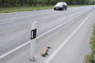 Dead stone marten (Martes foina) at the roadside, North Rhine-Westphalia, Germany