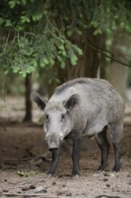 European wild boar (Sus scrofa scrofa), Gelderland, Netherlands