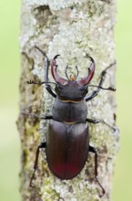 Stag beetle (Lucanus cervus), male, Normandy, France