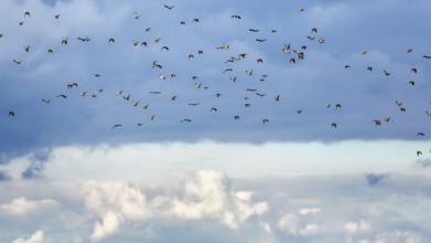 A flock of starlings (Sturnus vulgaris), bird migration in the evening sky, Diepholz, Lower Saxony,