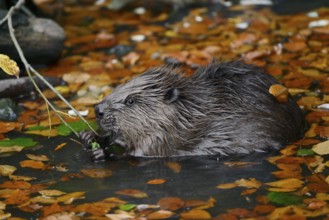 European beaver (Castor fiber), young animal feeding on a branch in the water, autumn, North