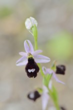 Balearic ragwort (Ophrys bertolonii subsp. balearica), flower, Majorca, Balearic Islands, Spain