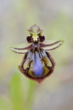 Mirror orchid (Ophrys speculum), flower, Majorca, Balearic Islands, Spain
