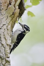 Hairy woodpecker (Picoides villosus), female foraging, Waterton Lakes National Park, Alberta,