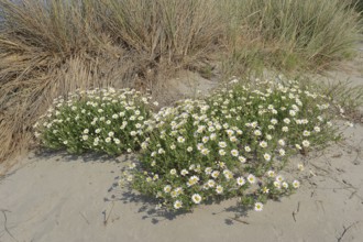 Beach dog chamomile (Anthemis maritima, Camomille maritime), flowering, Camargue, Provence,