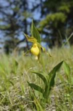Lady's slipper (Cypripedium parviflorum var. pubescens), flower, Jasper National Park, Alberta,