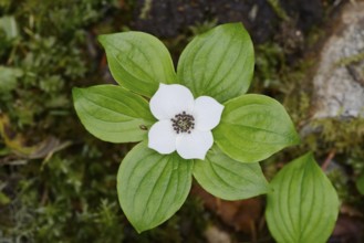 Canadian dogwood (Cornus canadensis), flower and leaves, Wells Gray Provincial Park, British