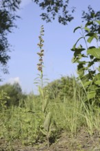 Broad-leaved helleborine or broad-leaved marsh orchid (Epipactis helleborine), flowering, North