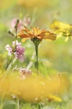 Zinnia (Zinnia elegans, Zinnia violacea), flower, ornamental plant, North Rhine-Westphalia, Germany