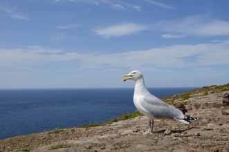 Herring Gull (Larus argentatus) standing on a rock on the coast, Brittany, France