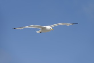 Herring Gull (Larus argentatus) in flight, Normandy, France