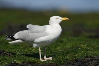 Herring Gull (Larus argentatus), Normandy, France