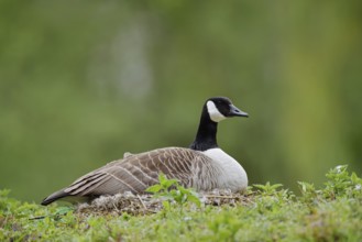 Canada goose (Branta canadensis) sitting brooding on the nest, North Rhine-Westphalia, Germany