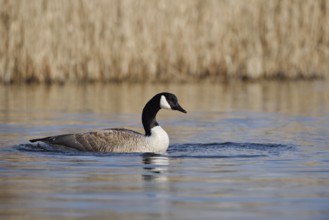 Canada goose (Branta canadensis), North Rhine-Westphalia, Germany
