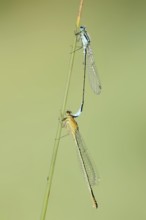 Blue-tailed damselfly (Ischnura elegans), male and female, North Rhine-Westphalia, Germany