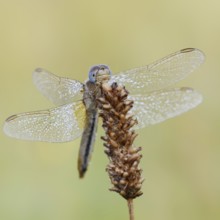 Scarlet Dragonfly (Crocothemis erythraea), female with dewdrops, North Rhine-Westphalia, Germany